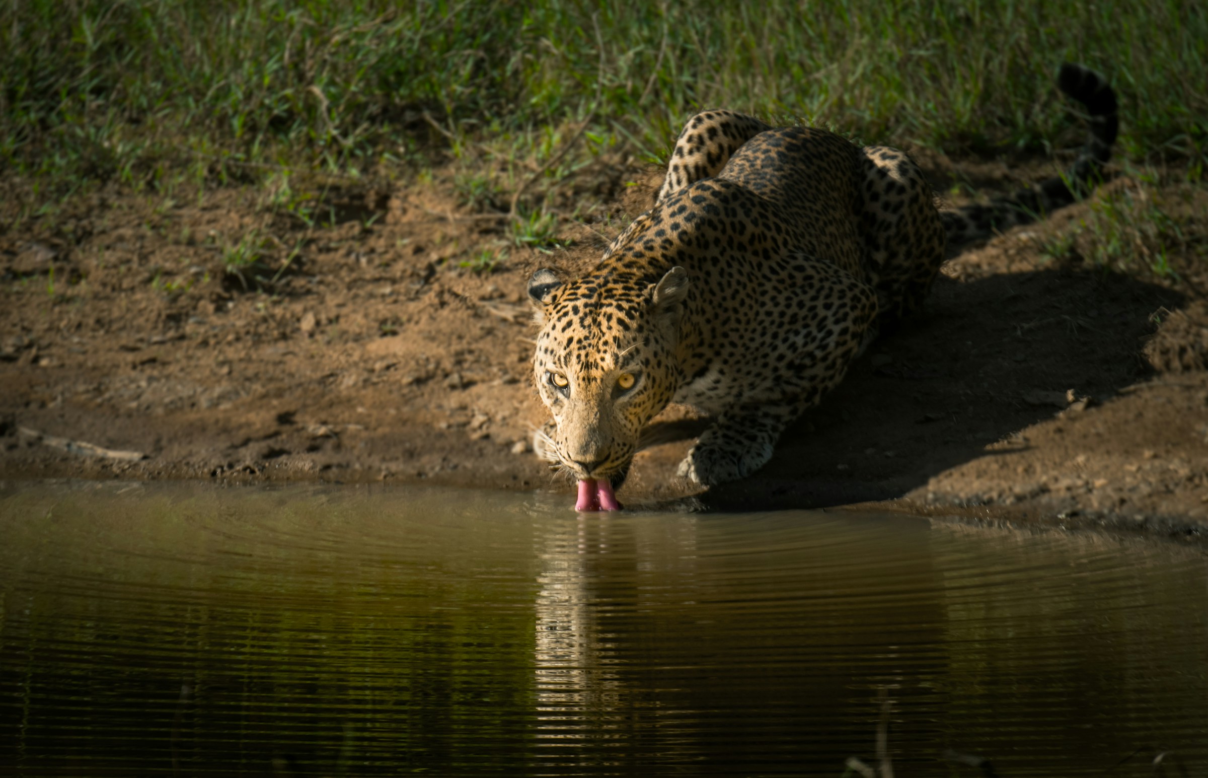 Wilpattu National Park